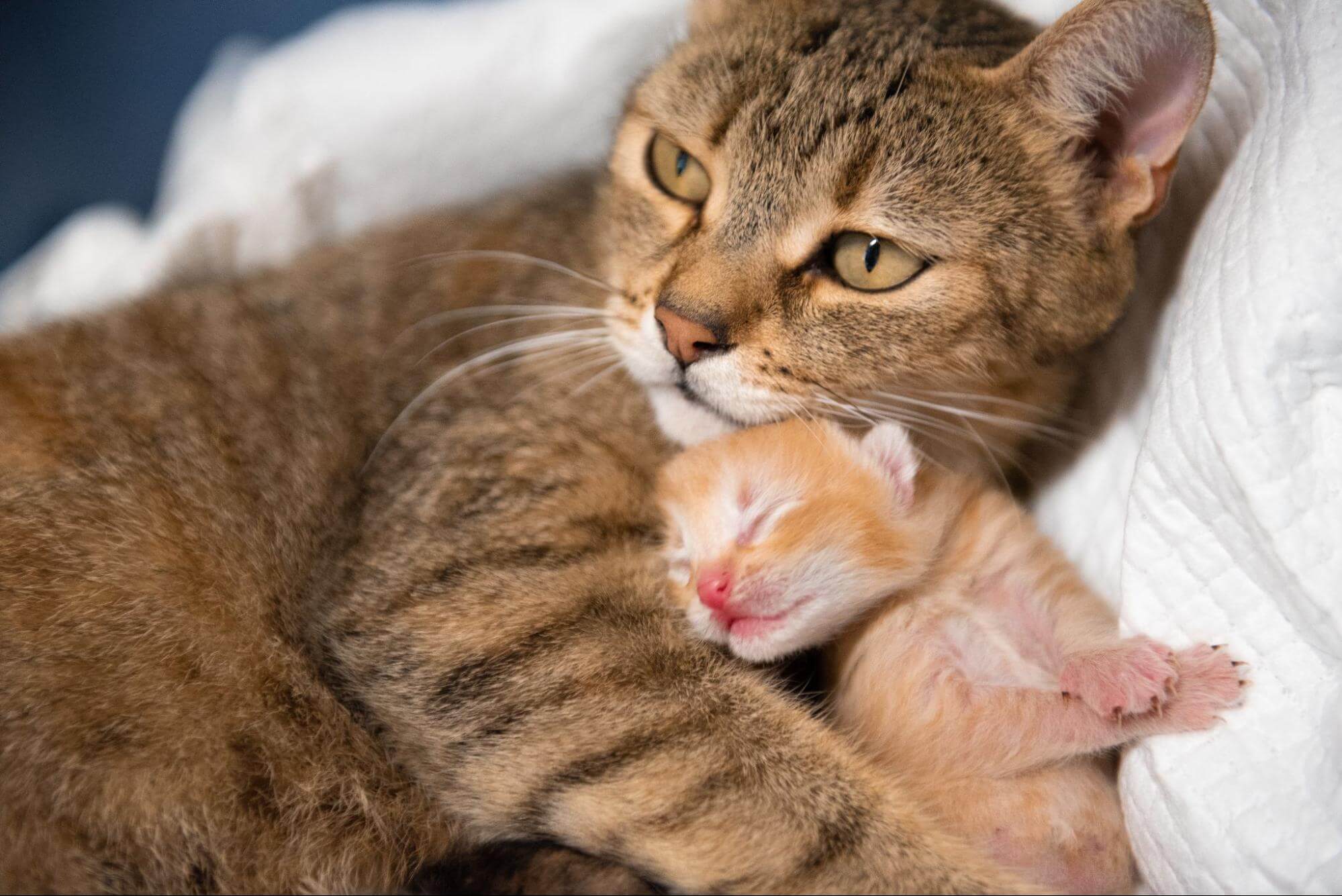 93. AI - what-to-do-when-cat-labor-stopped-1