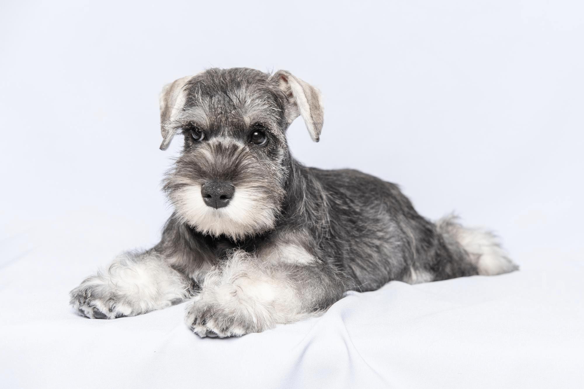 399. AI - schnauzer‑price-1