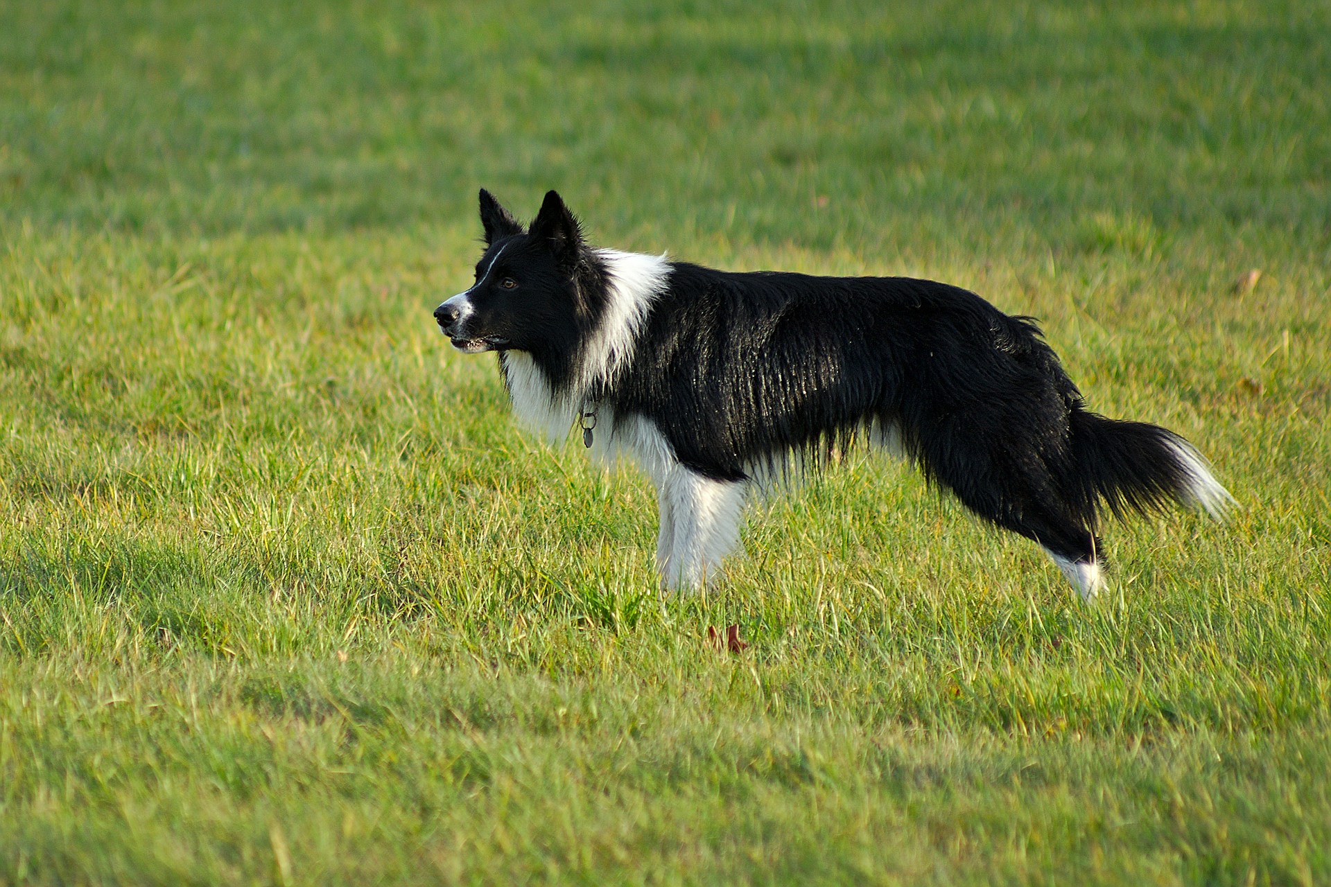 6.border-collie-guide-5
