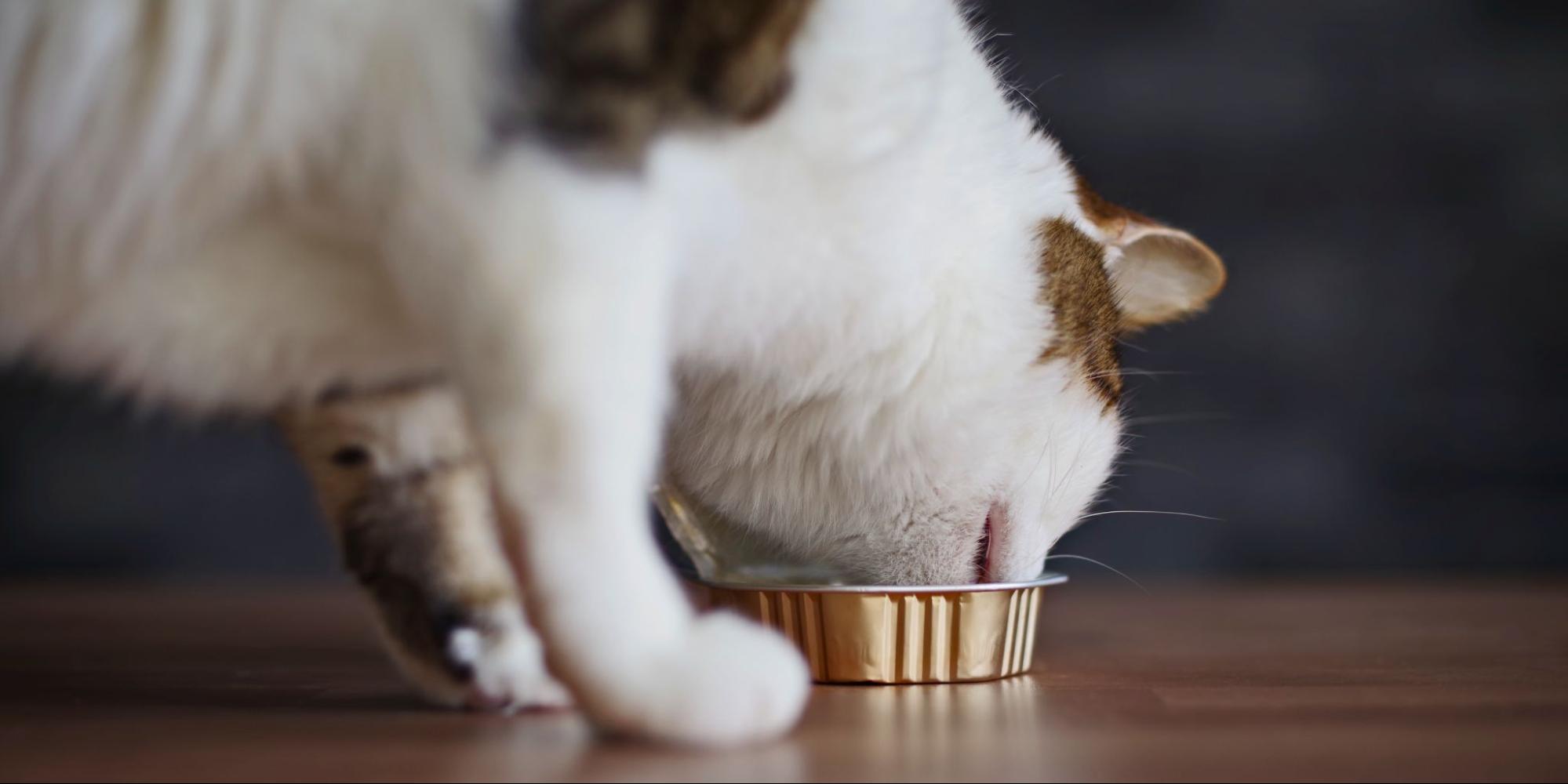 45. AI - can-cats-eat-canned-dog-food-1