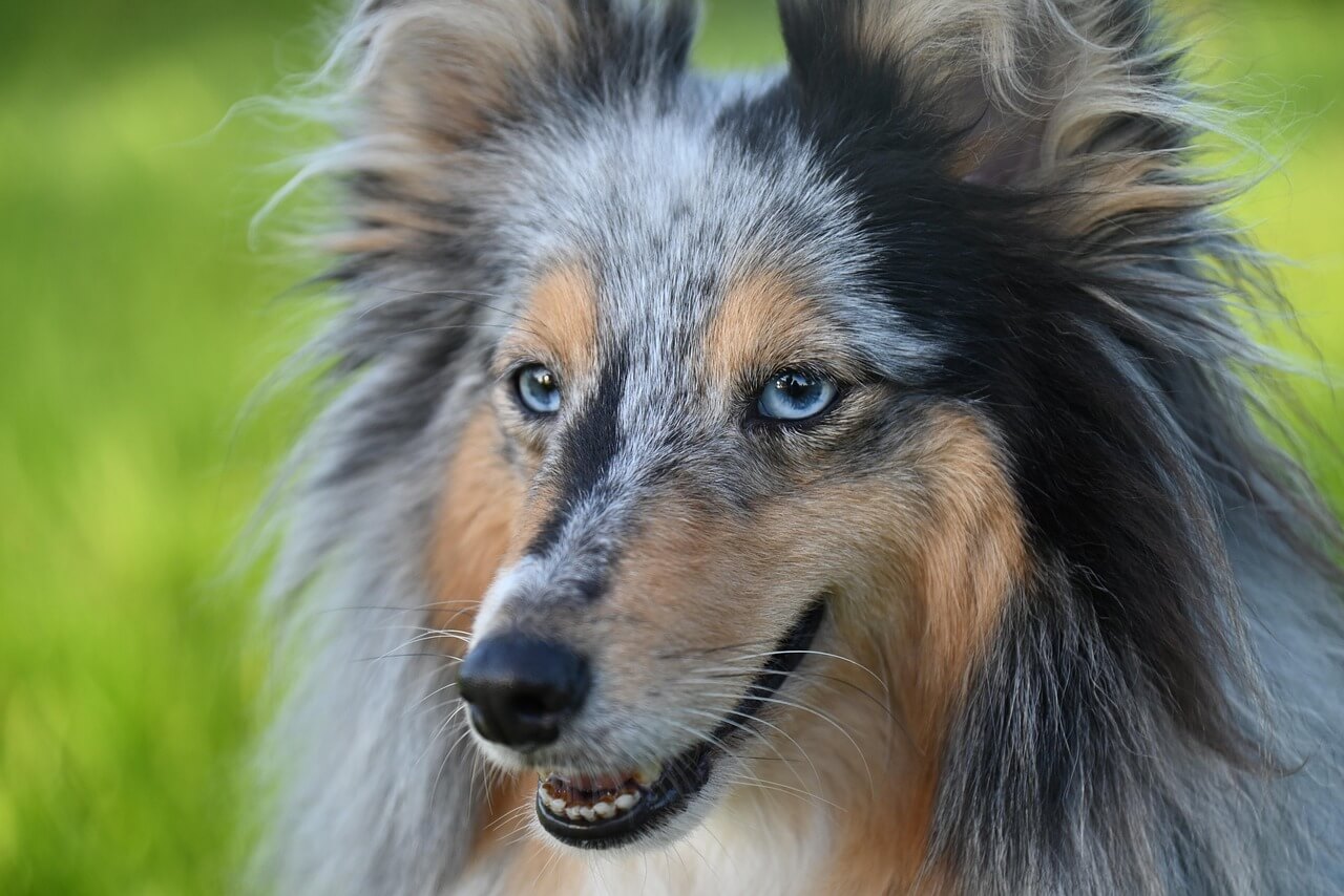 45. shetland-sheepdog-guide-3