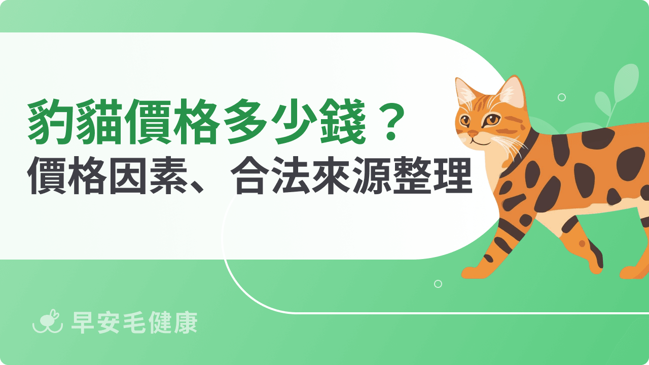 豹貓價格多少？影響售價因素、合法來源一次看懂