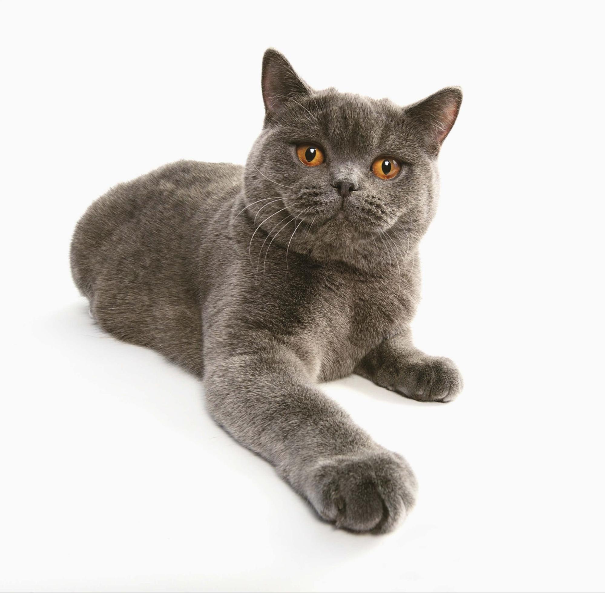 藍灰色英國短毛貓