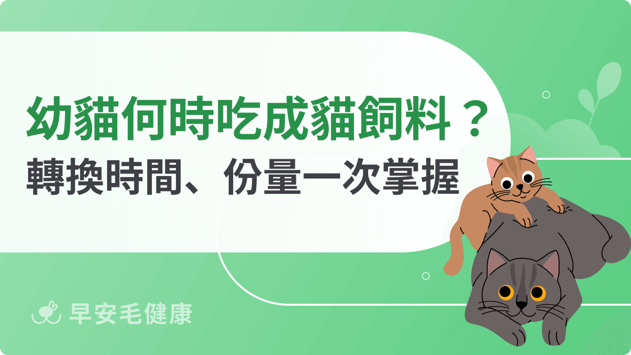 幼貓何時吃成貓飼料?正確轉換時間、份量一次掌握