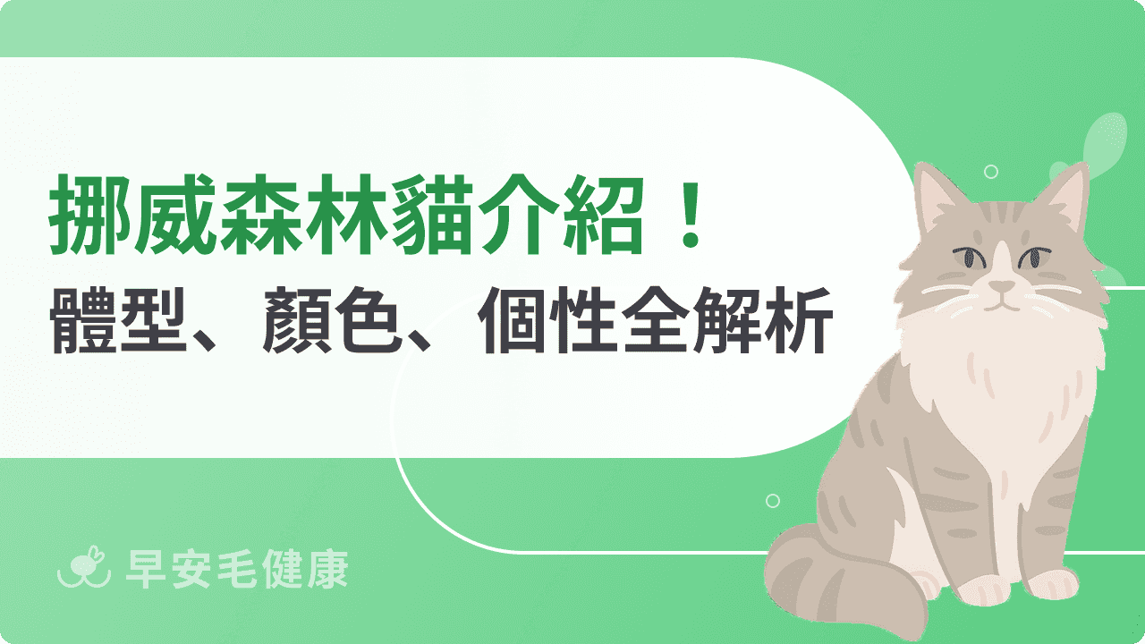 挪威森林貓解析：價格、體型大小、遺傳疾病，飼養指南一次看
