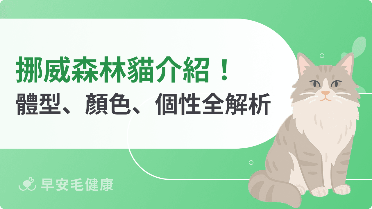 挪威森林貓解析：價格、體型大小、遺傳疾病，飼養指南一次看
