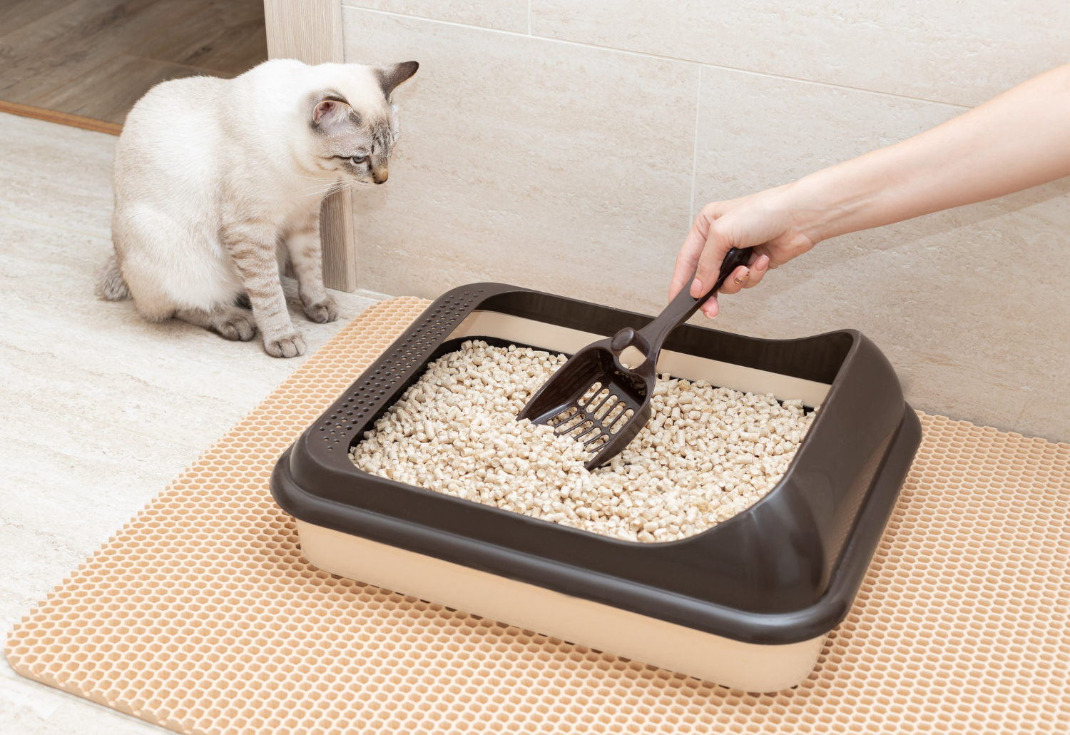 31.how-often-change-cat-litter-2