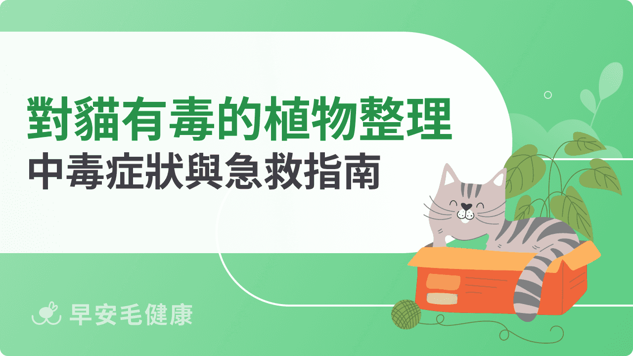 對貓咪有毒的植物有哪些？中毒症狀與急救指南