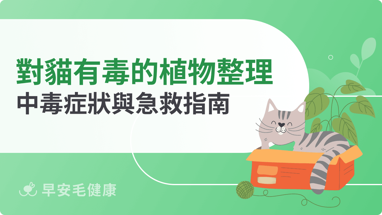 對貓咪有毒的植物有哪些?中毒症狀與急救指南
