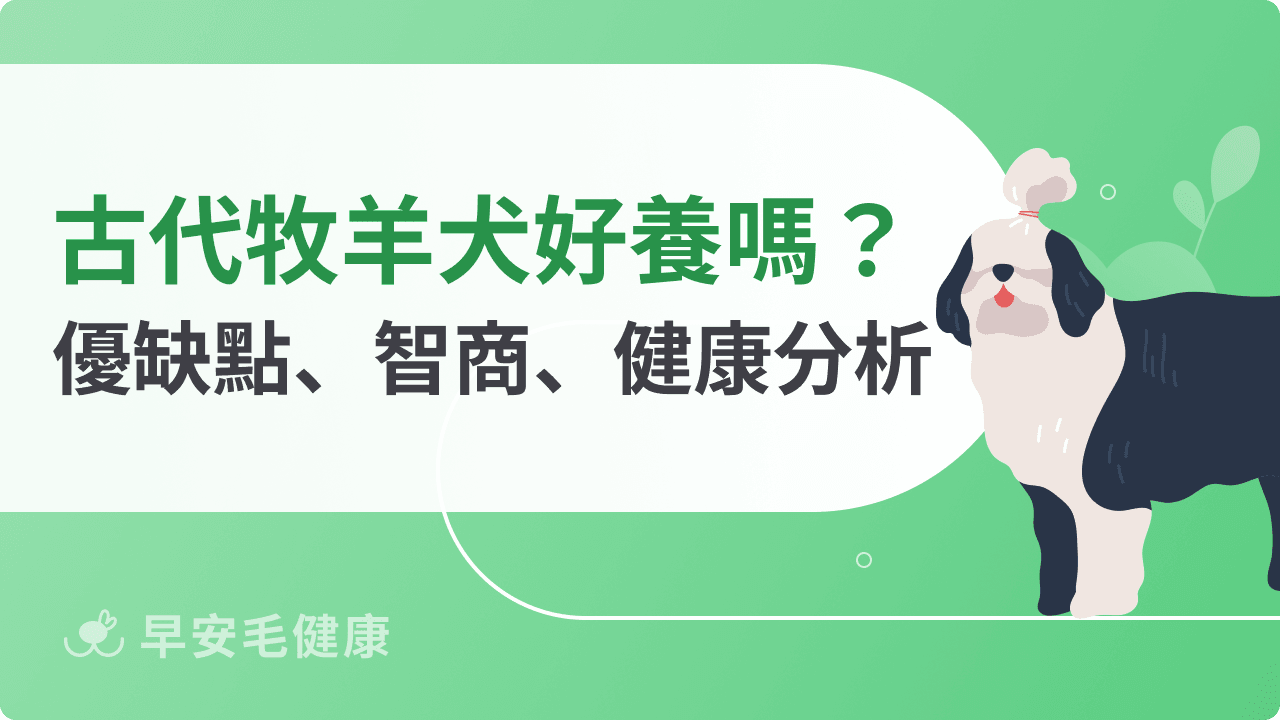古代牧羊犬懶人包！英國古代牧羊犬個性、智商、價格