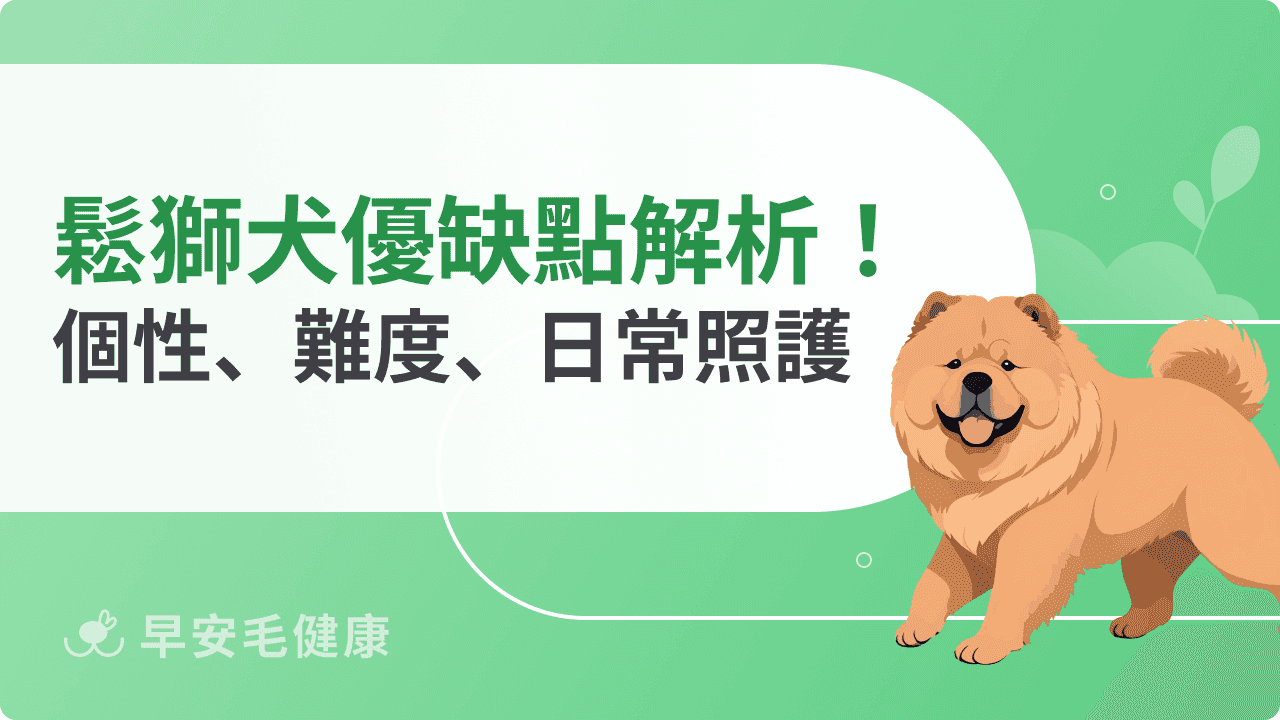 鬆獅犬優缺點有哪些?個性特質、飼養難度與日常照護解析