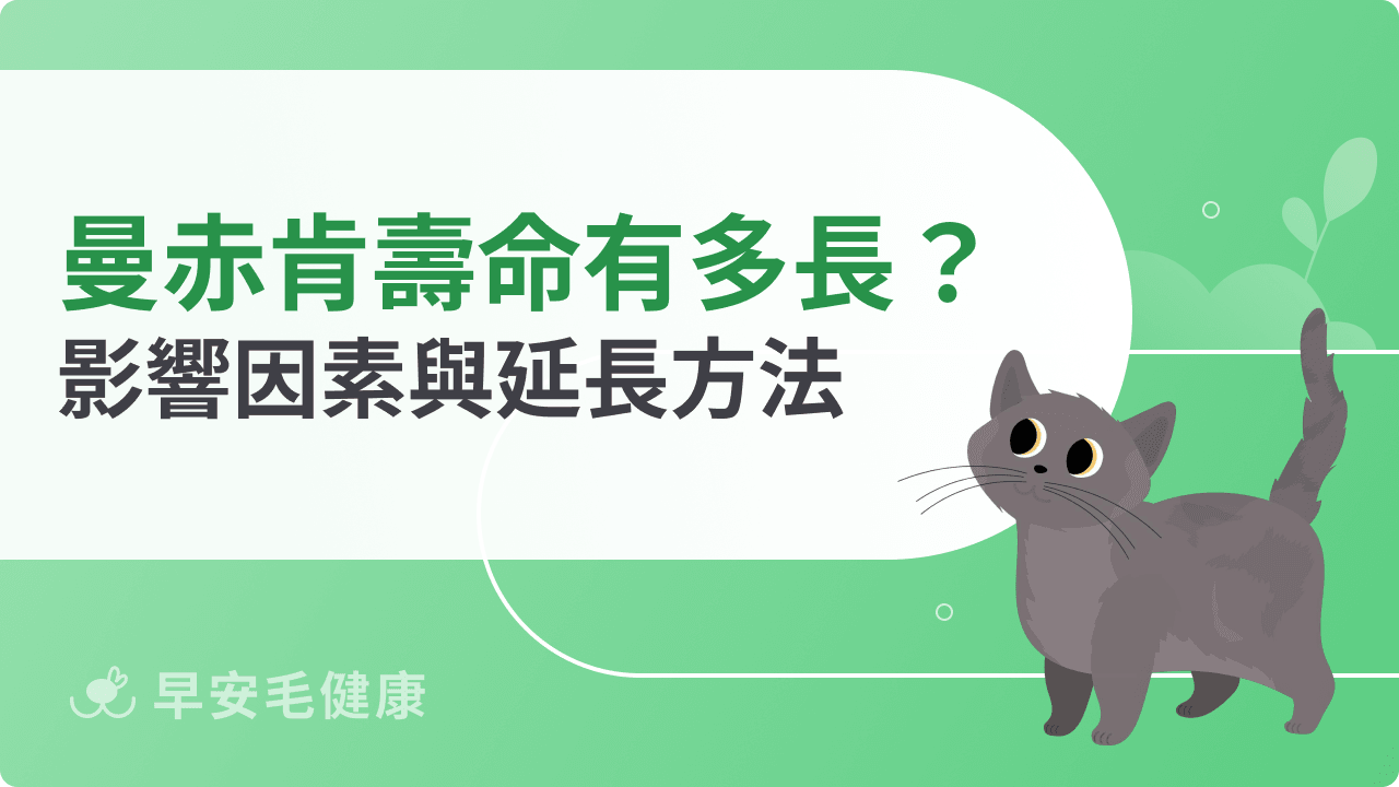 曼赤肯貓壽命有多長？影響因素與延長方法一次看