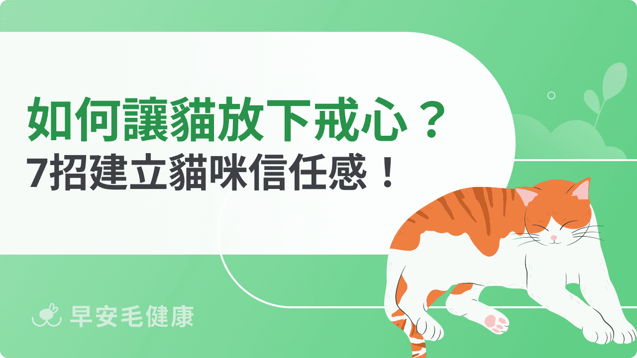 如何讓貓放下戒心？7招建立貓咪信任感！