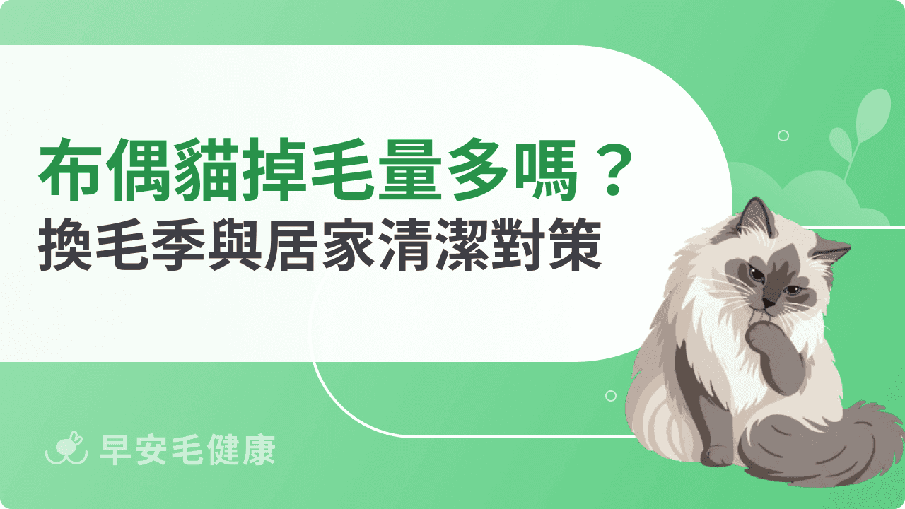 布偶貓掉毛量多嗎？布偶貓掉毛季節、對策與居家清潔技巧