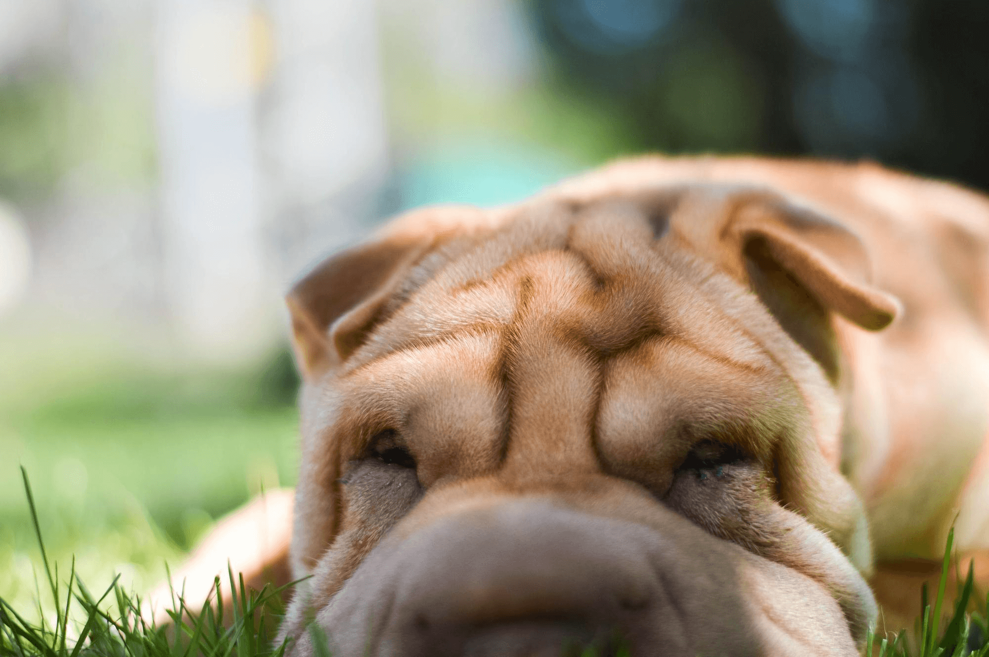 446. AI - shar-pei-traits-1