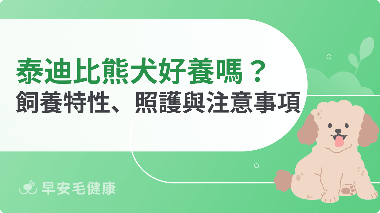 泰迪比熊犬好養嗎？飼養特性、日常照護與注意事項全攻略
