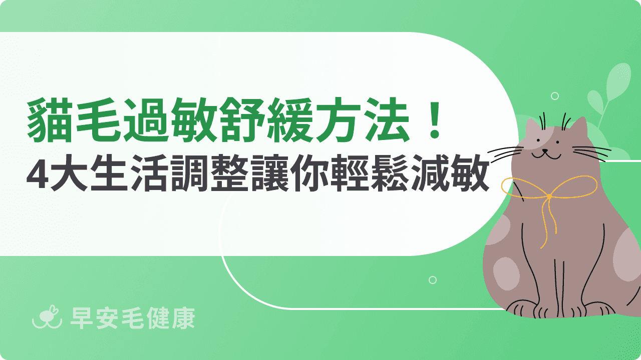 貓毛過敏舒緩怎麼做？4大生活調整讓你輕鬆減敏