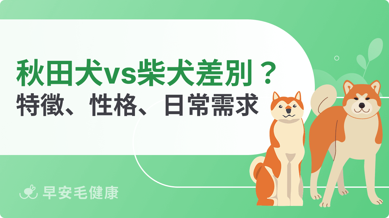 秋田犬 vs 柴犬差別有哪些？特徵、性格、日常需求全面分析