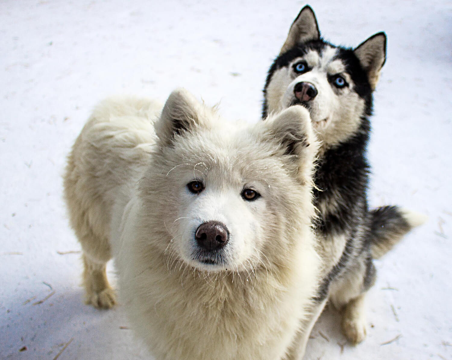 227. AI - three-idiots-sled-dogs-3