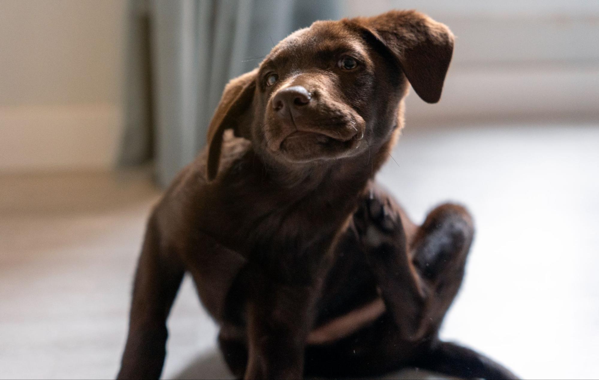 98. AI - dog-dandruff-causes-and-remedies-1