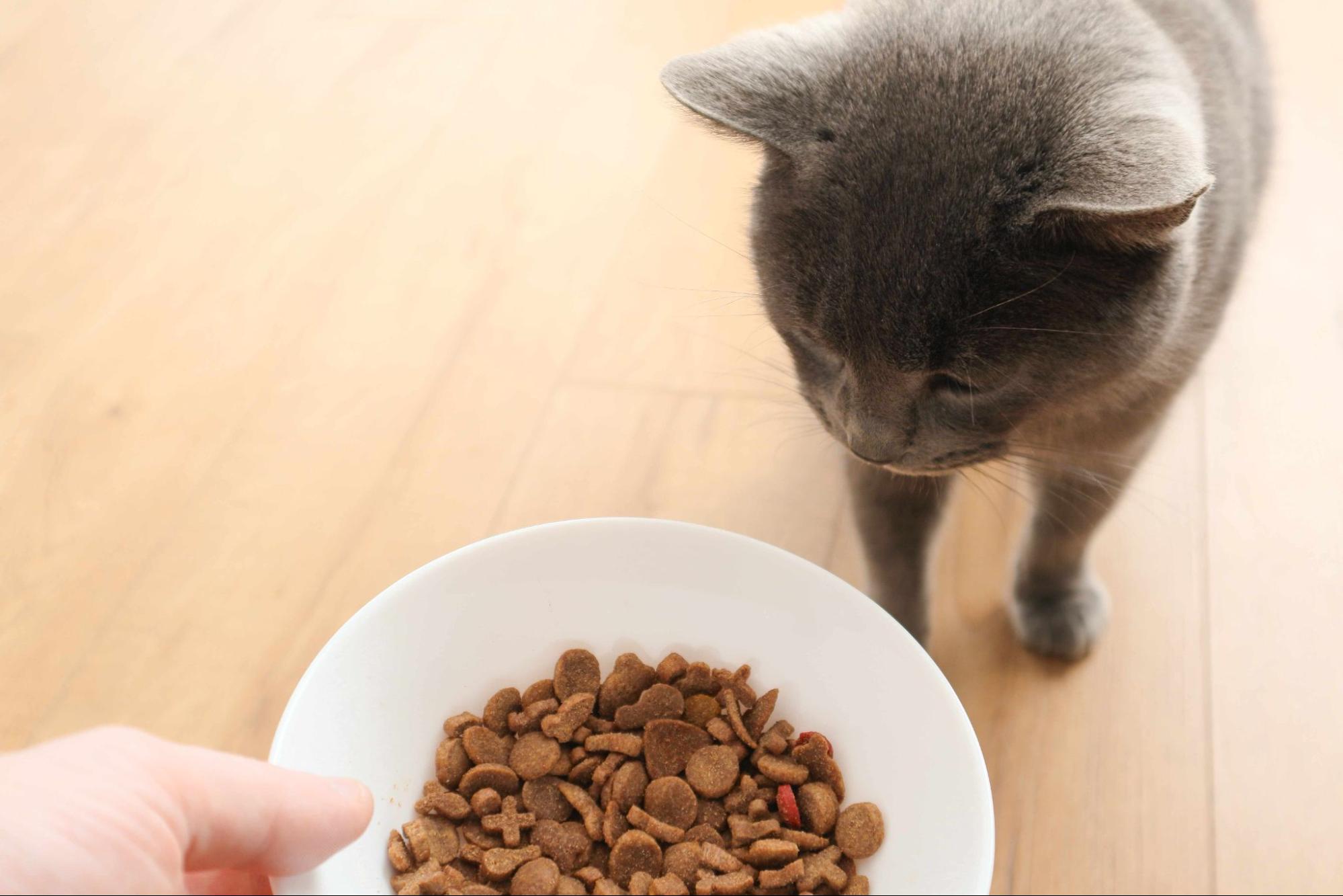 灰色小貓吃飼料