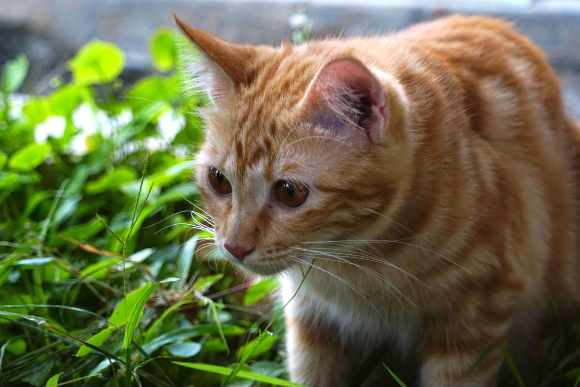 261. AI - catnip-side-effects-1