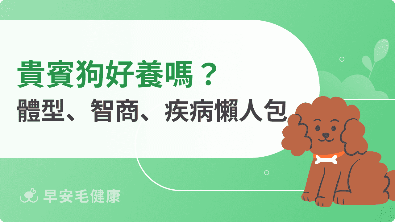 貴賓狗缺點有哪些？貴賓狗壽命、智商、飼養知識一次看