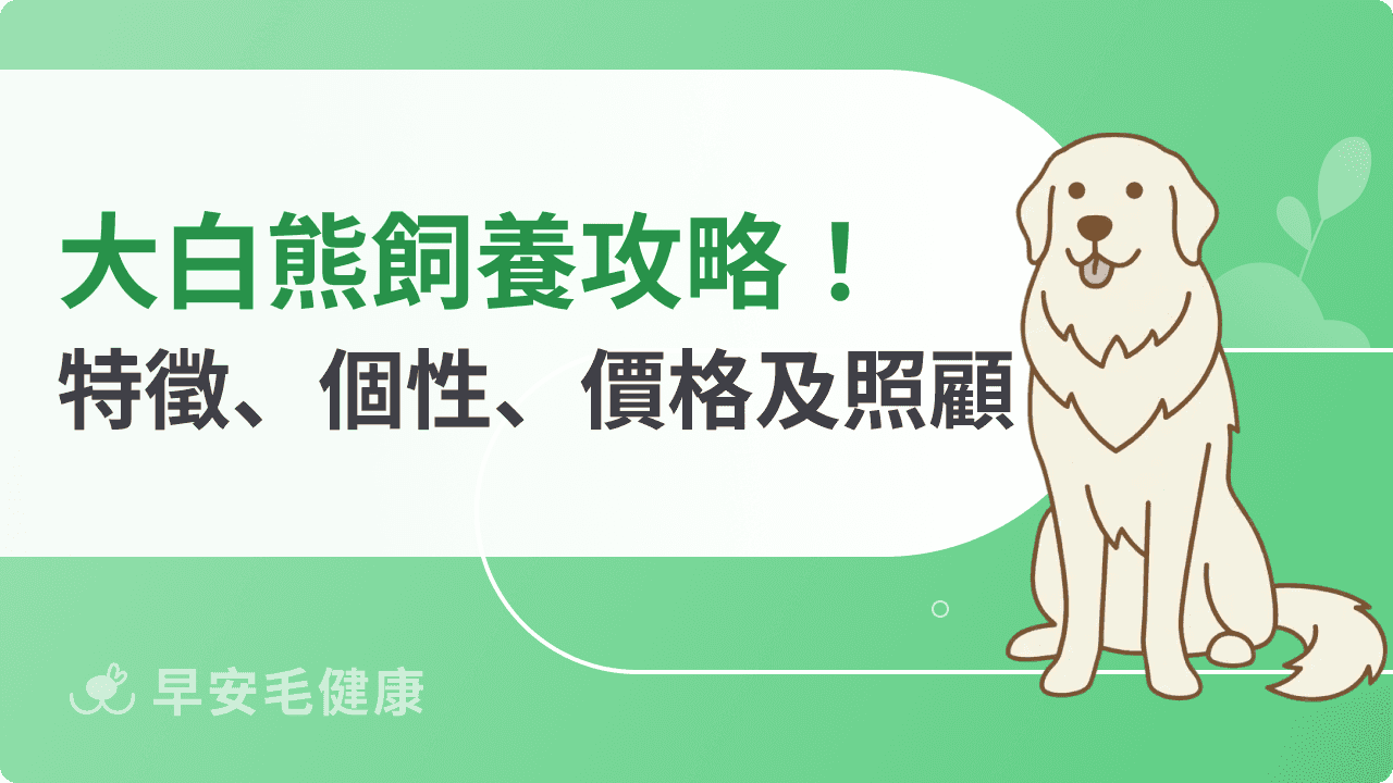 大白熊飼養攻略！外型特徵、個性、價格以及台灣照顧方式一次看