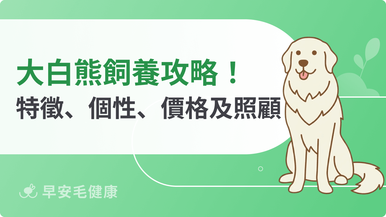 大白熊飼養攻略！外型特徵、個性、價格以及台灣照顧方式一次看