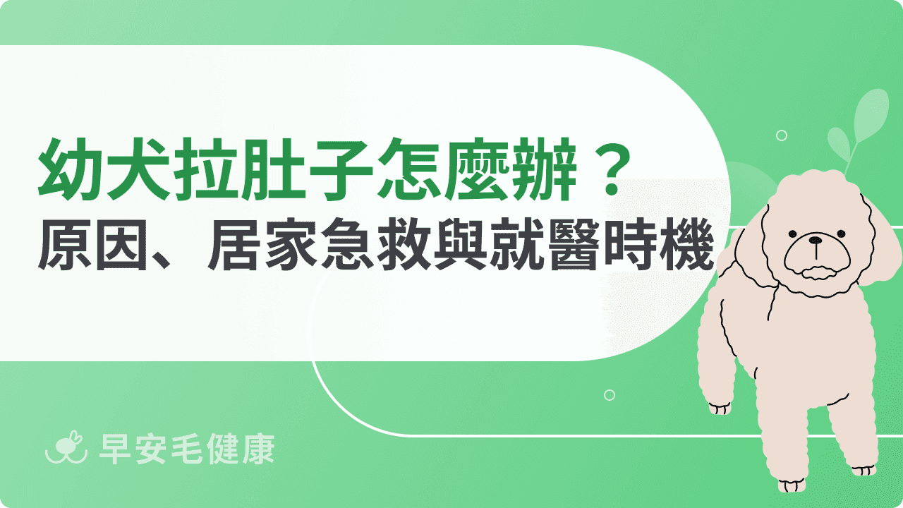 幼犬拉肚子怎麼辦？常見原因、居家急救與就醫時機完整解析
