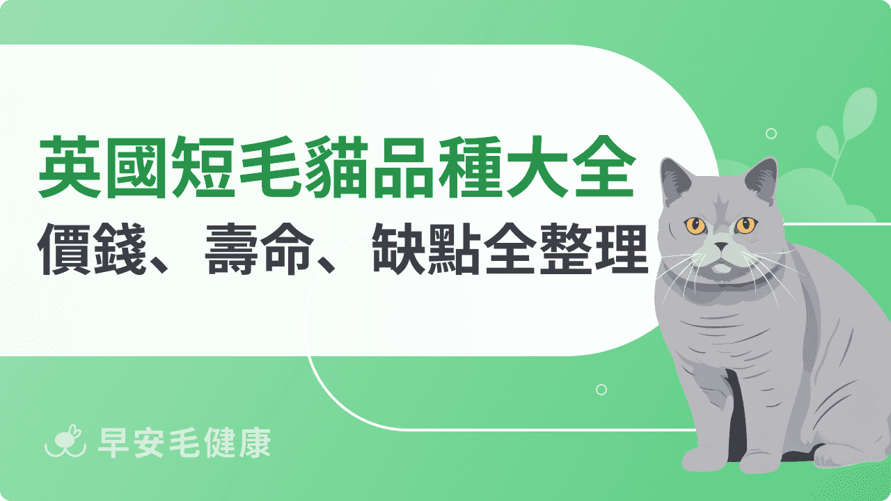 英國短毛貓好養嗎？英短、美短差在哪？價格、照護重點解析