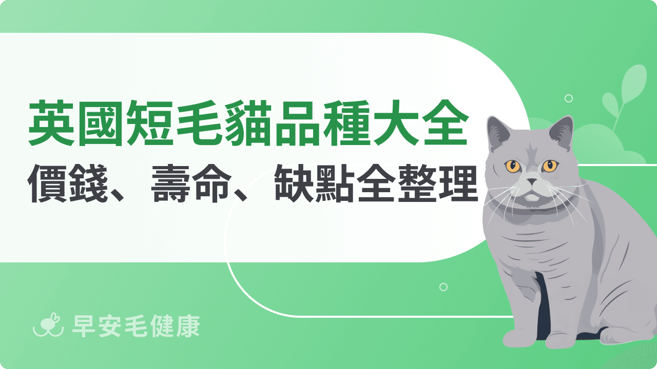 英國短毛貓好養嗎？英短vs美短個性比較、價格行情、缺點全收錄