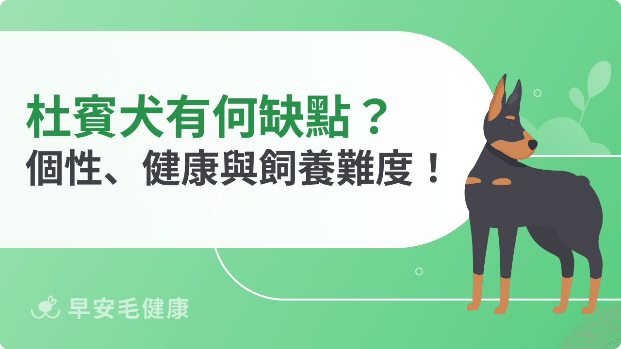 杜賓犬缺點有哪些？個性、健康風險與飼養難度一次看