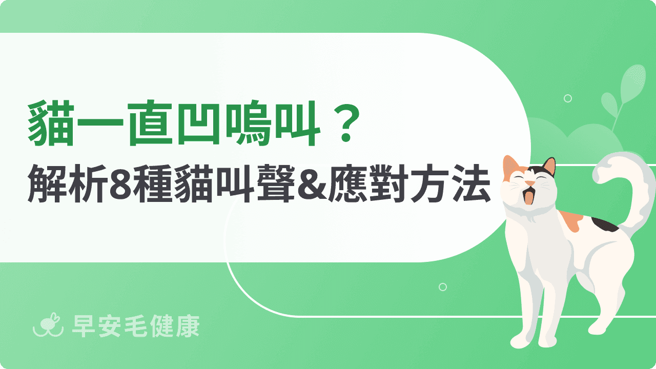 貓一直凹嗚叫？貓凹嗚叫聲 8 類型＋飼主應對技巧