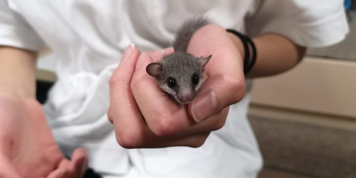 睡鼠被飼主的手握著