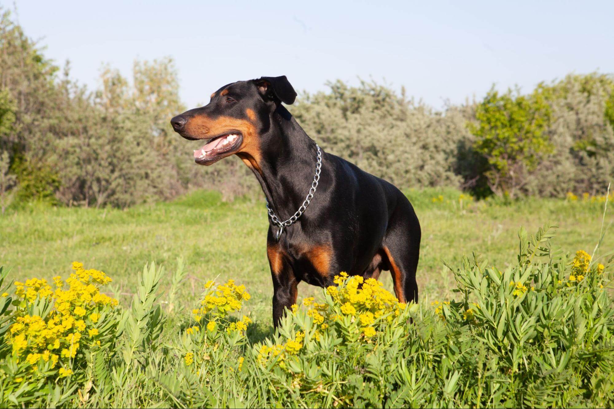 424. AI - rottweilers-personality-1
