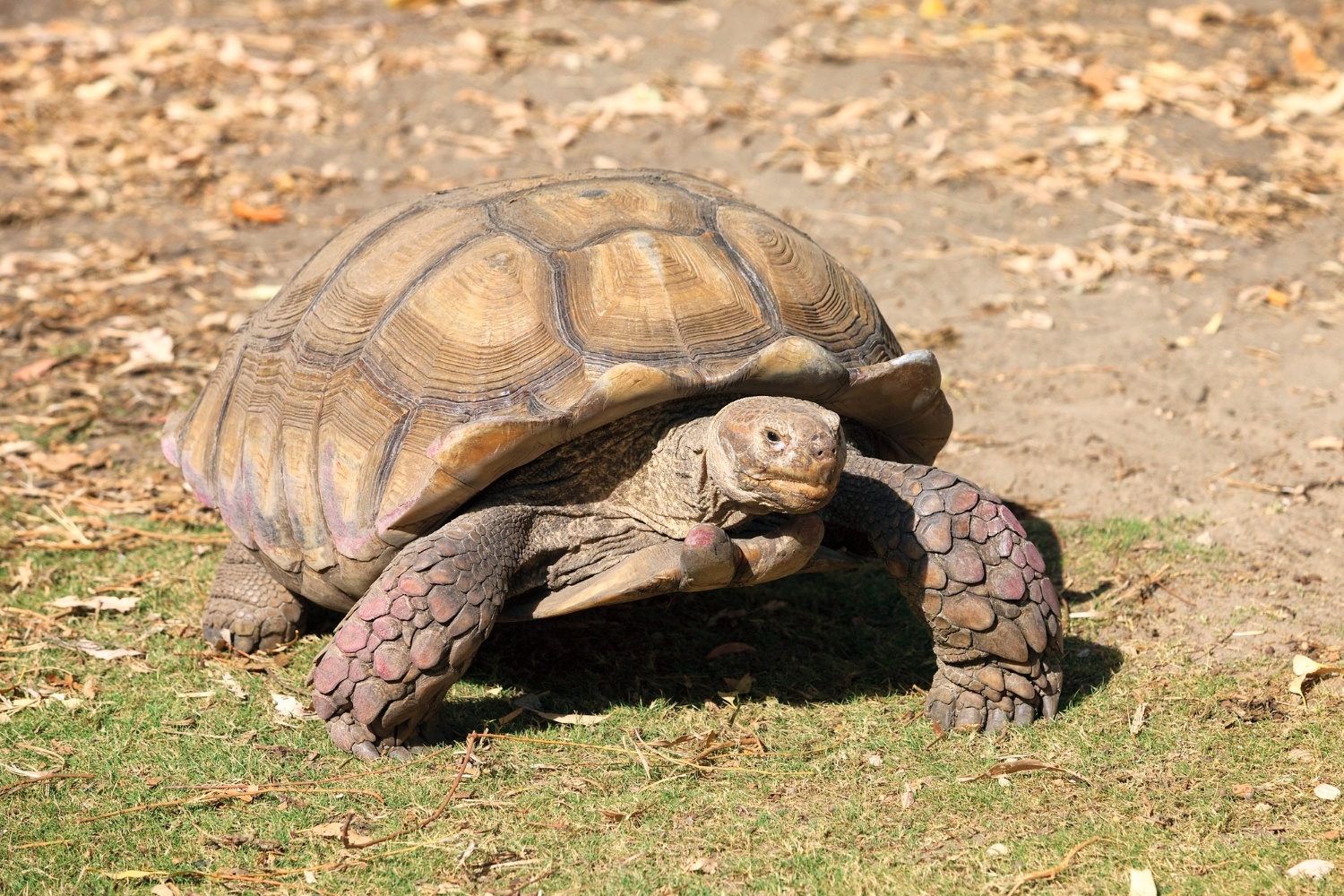 80. african-spurred-tortoise-guide-2