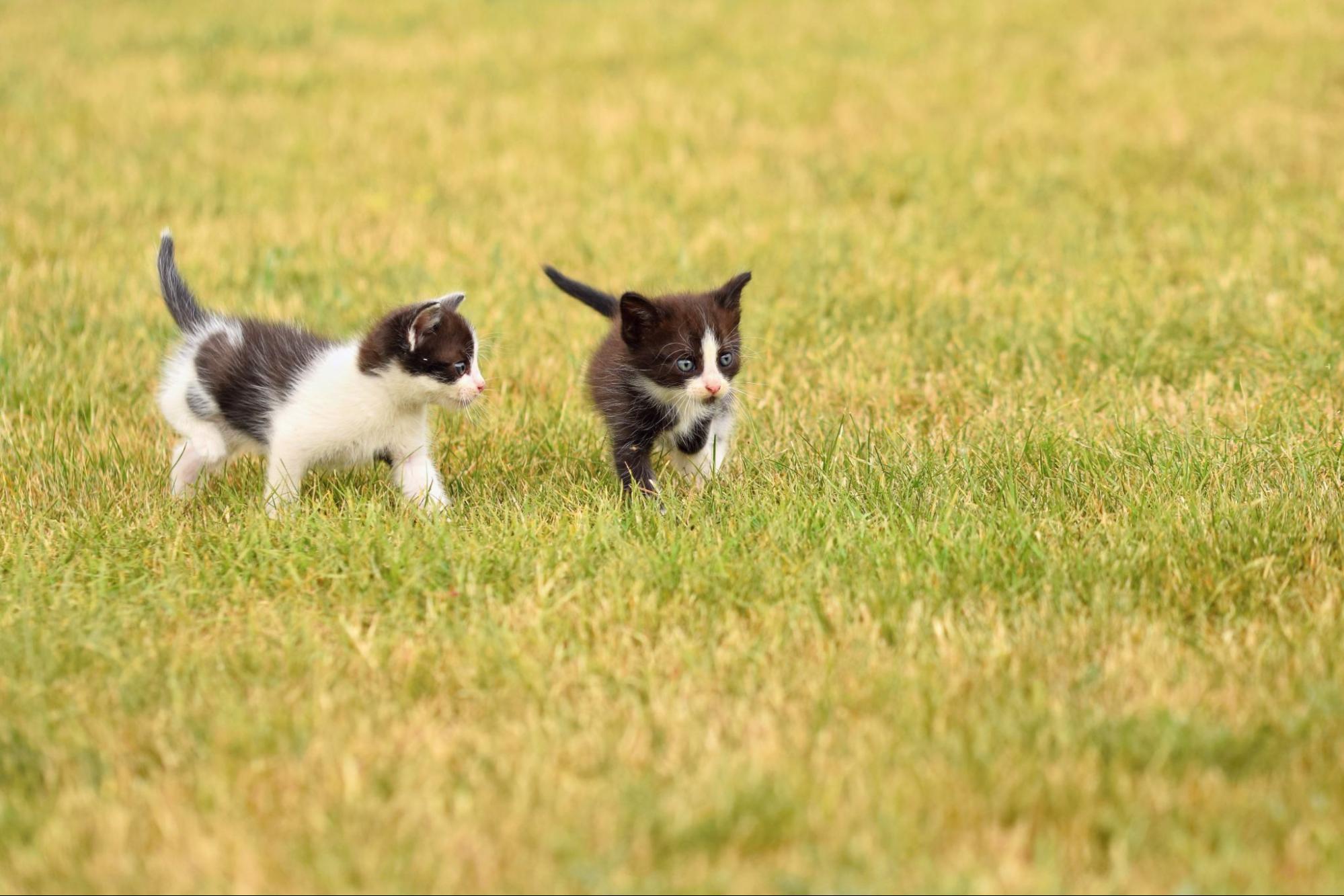 105. AI - cat-exercise-1