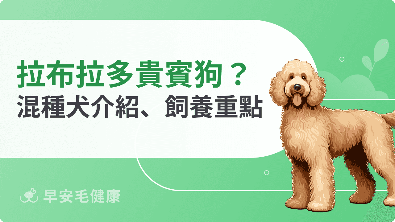 拉不拉多貴賓犬是什麼?品種起源、特徵與個性解析