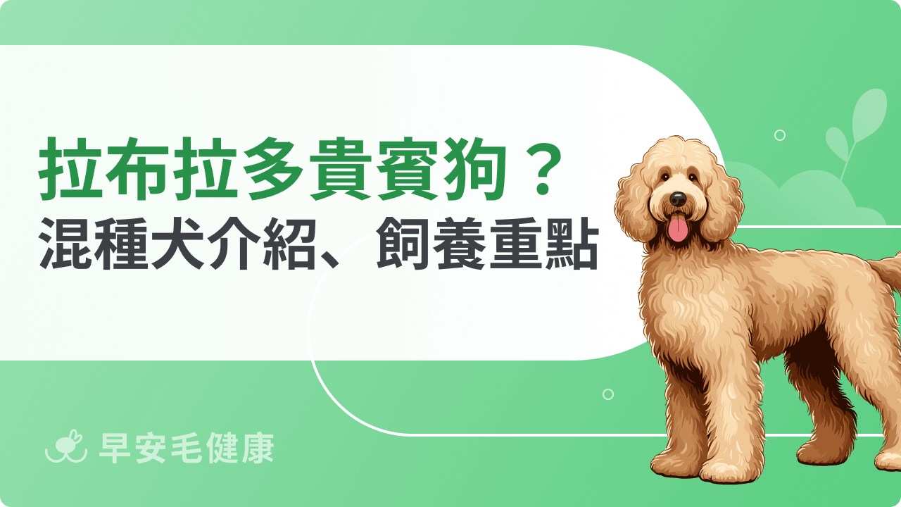 拉不拉多貴賓狗混種小知識：掌握飼養重點，打造幸福毛孩生活