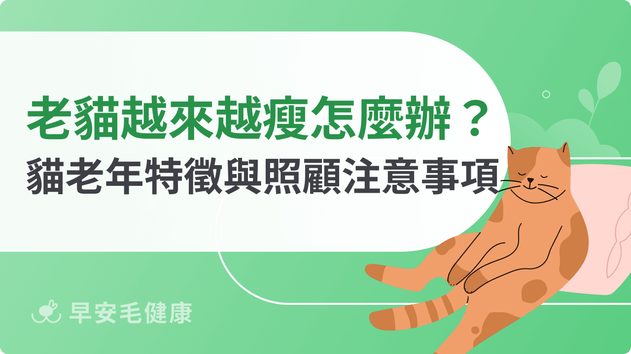 老貓越來越瘦怎麼辦?貓咪老年常見特徵、照顧注意事項統整