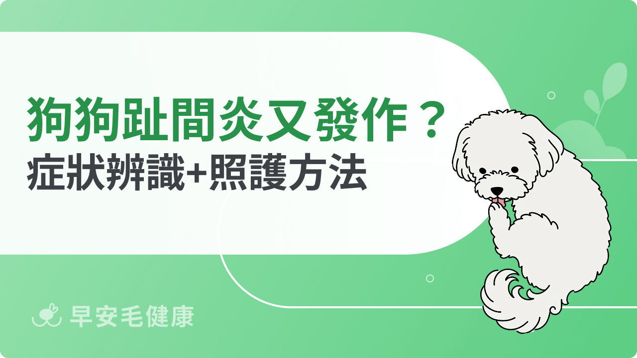 狗狗趾間炎總是反覆發作？學會症狀辨識、照護方法杜絕狗狗舔腳！