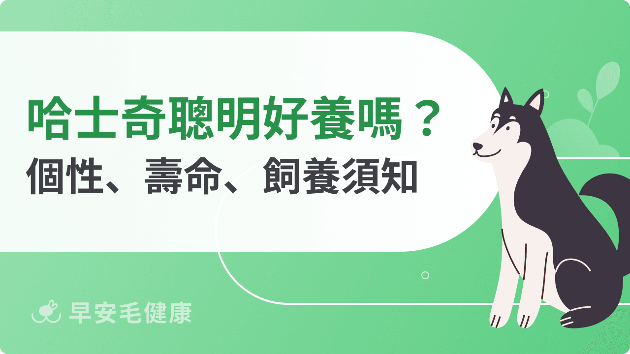 哈士奇完整解析：品種、智商、壽命、價錢及適合溫度必知！