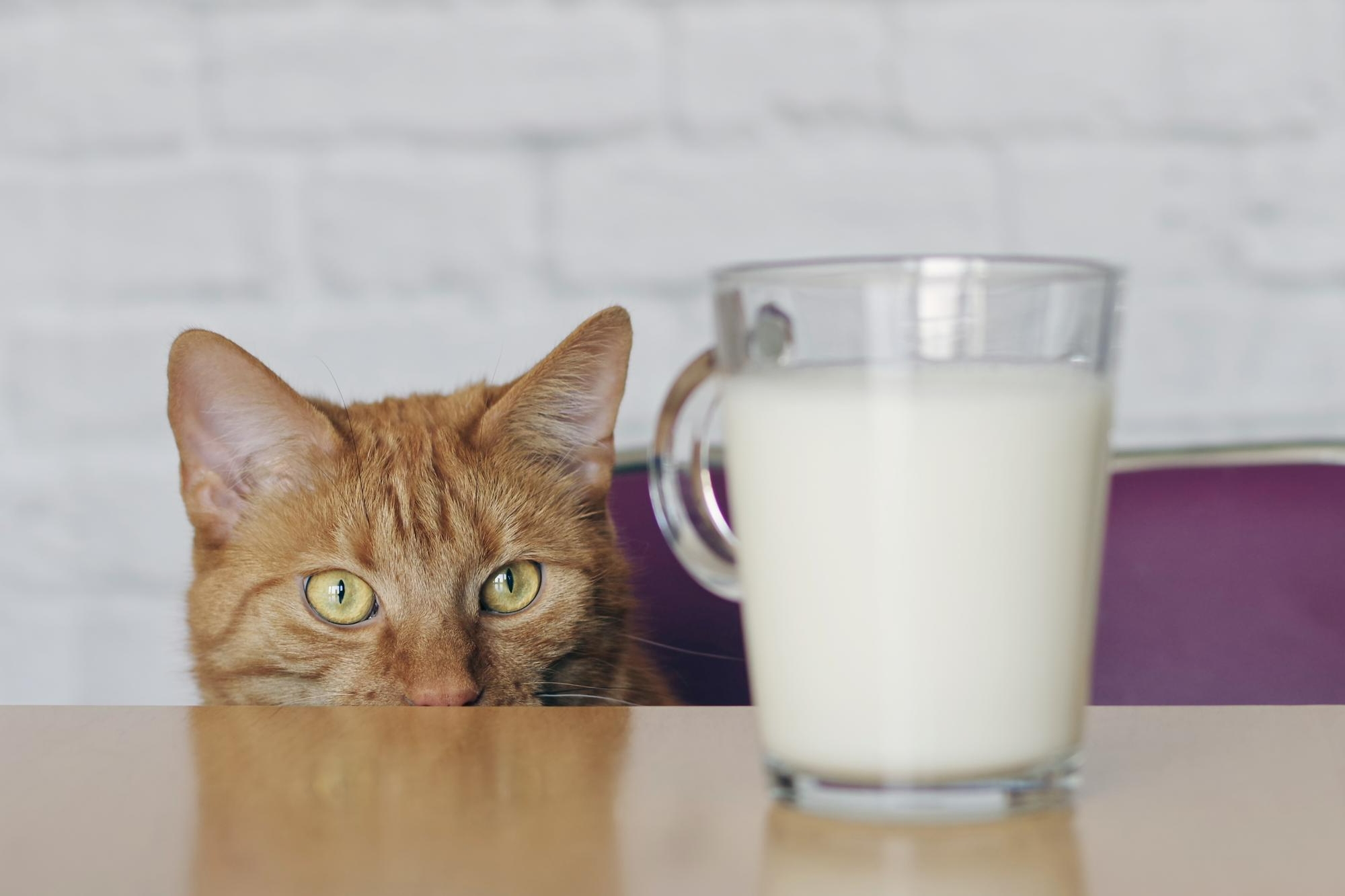 488. AI-can-cats-drink-milk-1