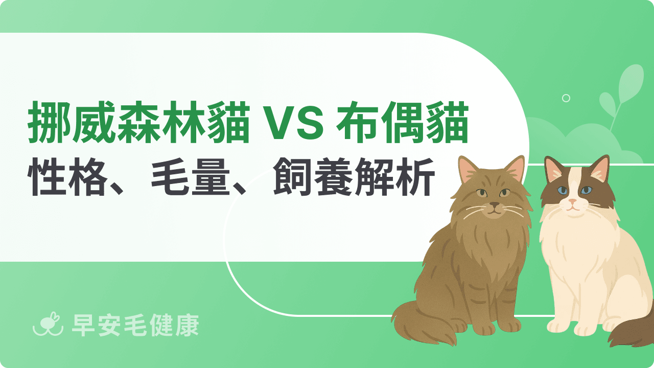 挪威森林貓&布偶貓差在哪?從性格、毛量到飼養難度全解析