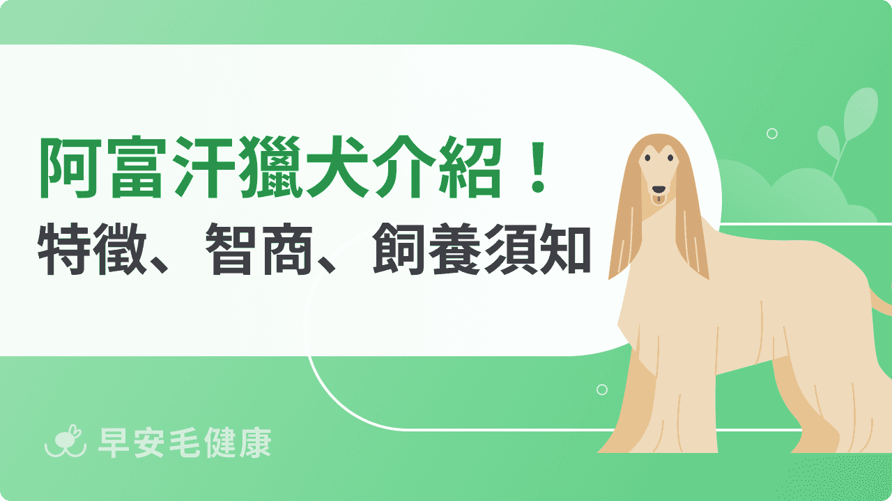 阿富汗獵犬是狗界超模？特徵、智商、壽命與完整飼養指南