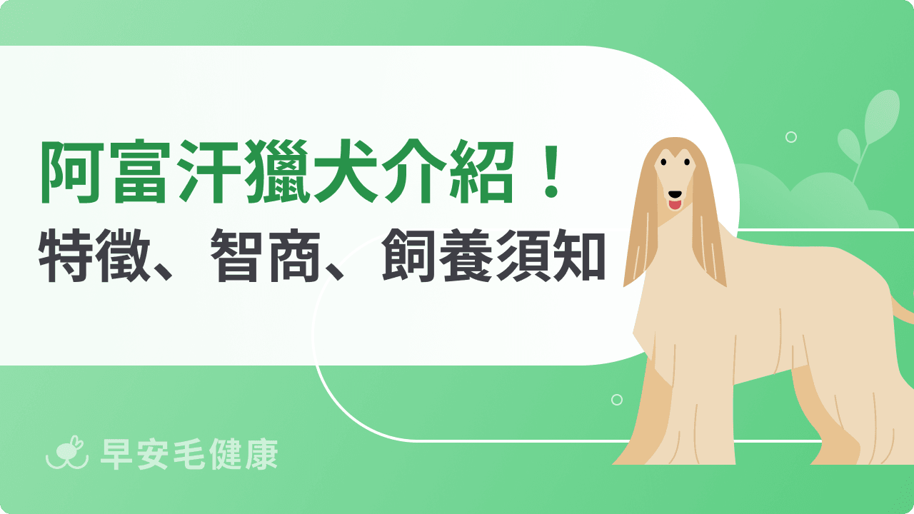 阿富汗獵犬是狗界超模？特徵、智商、壽命與完整飼養指南