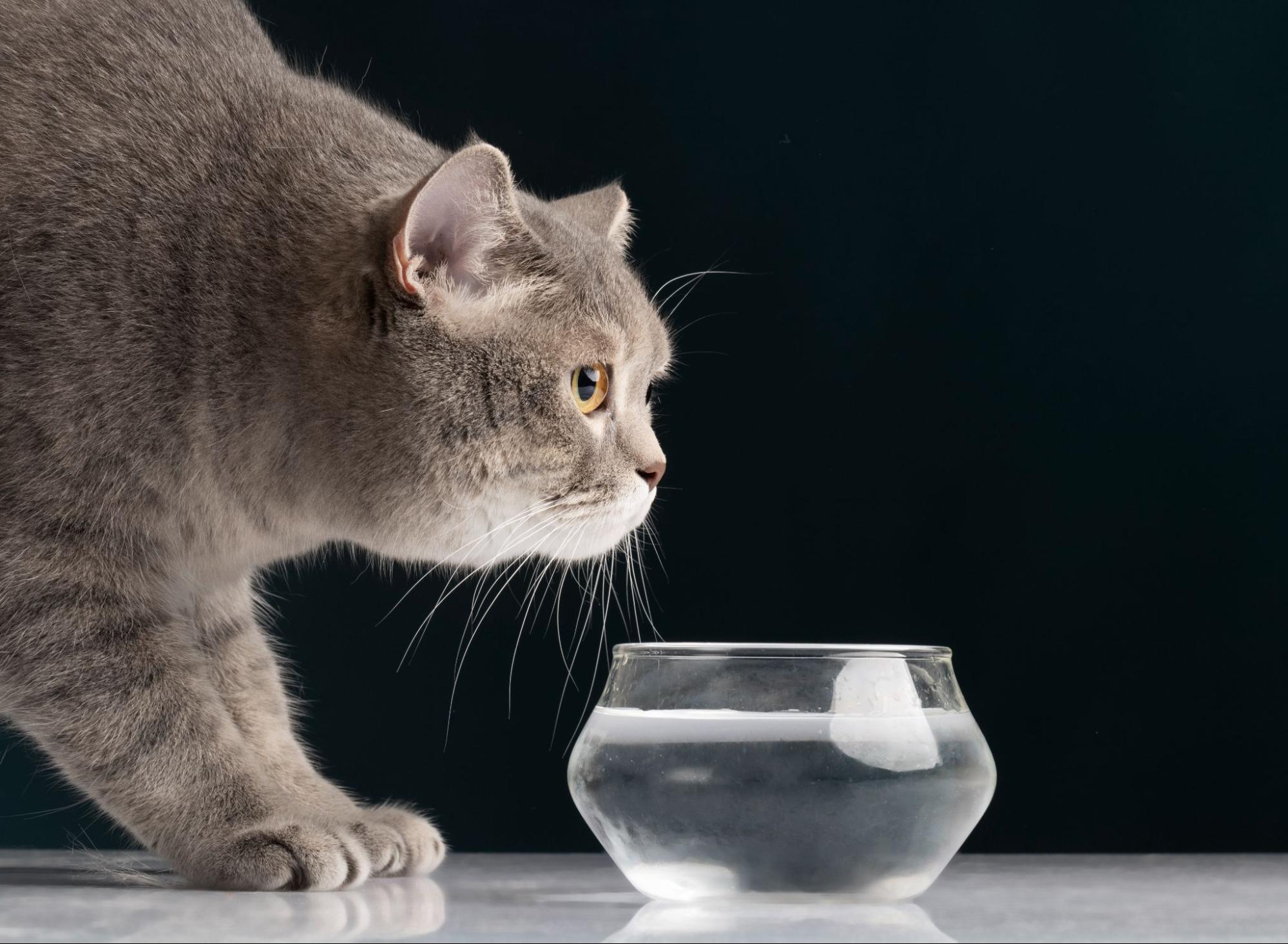 50. AI - water-requirement-of-a-cat-1