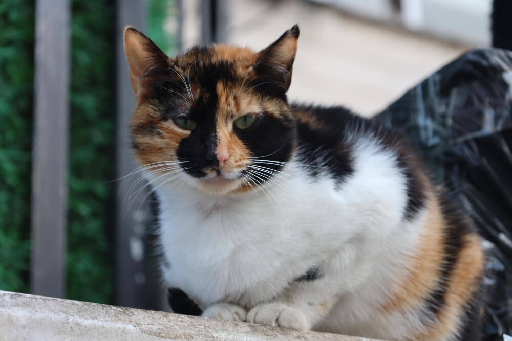 36. mixed-breed-cat-2