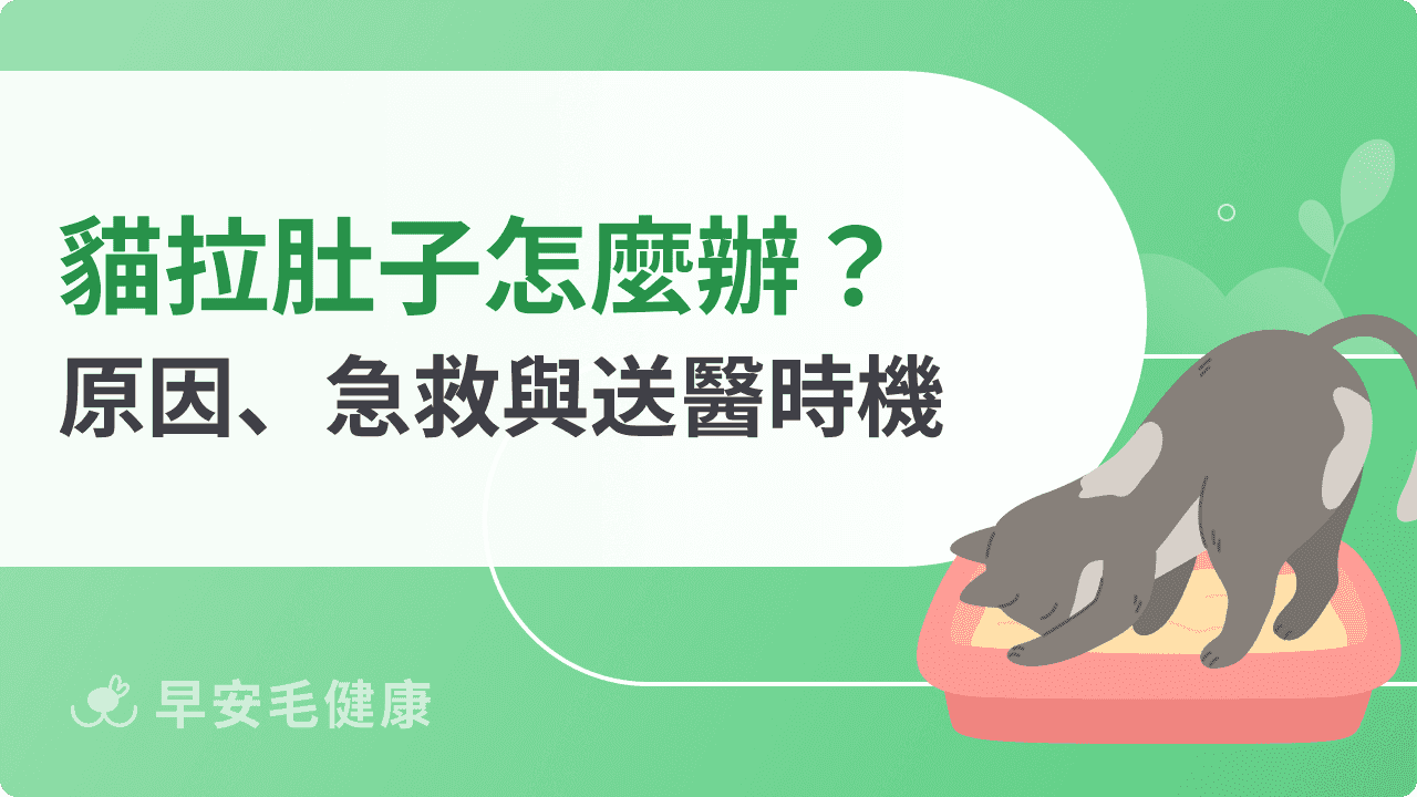 貓一直拉肚子？會自己好嗎？9大貓軟便原因＋急救SOP